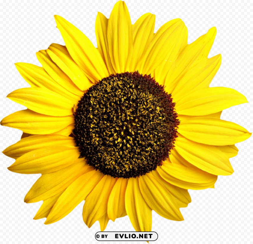 sunflower Transparent Background Isolation in PNG Format