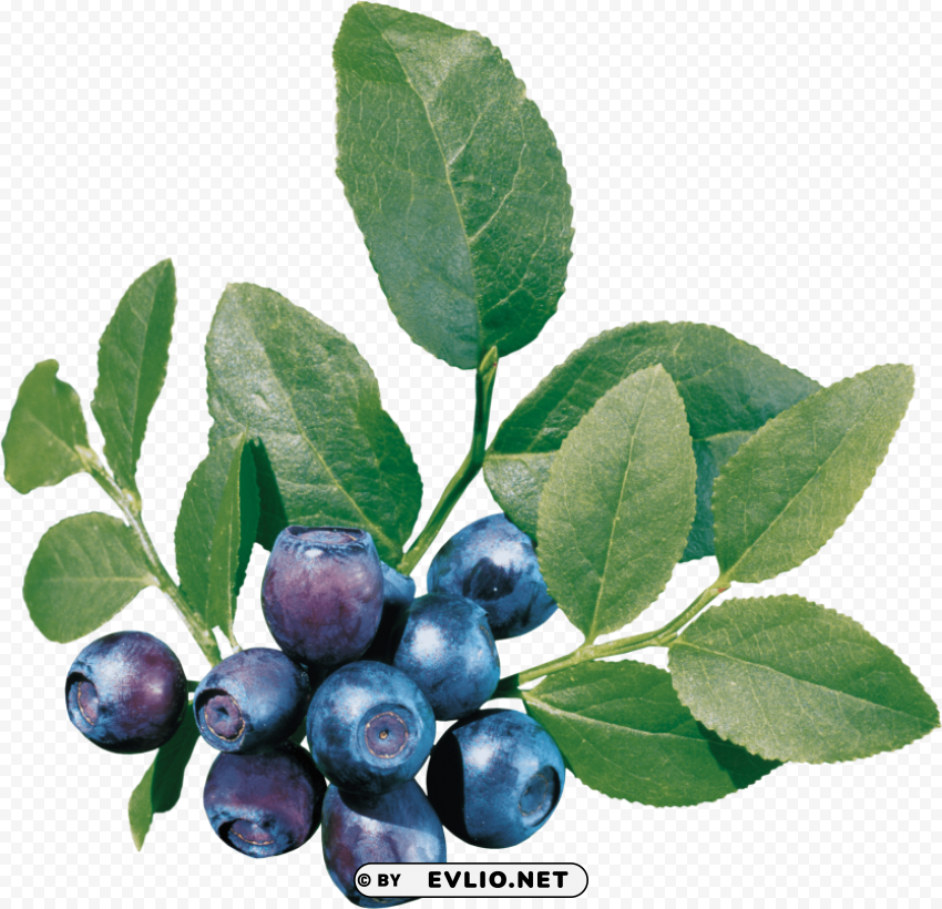 blueberries Isolated PNG Element with Clear Transparency