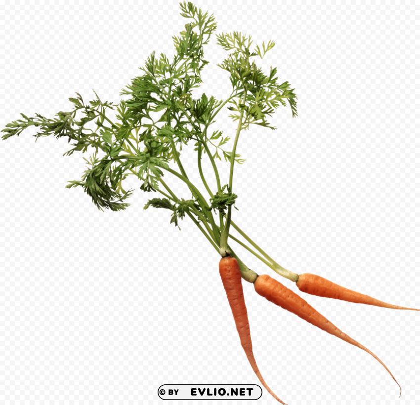 carrot PNG images with transparent elements pack