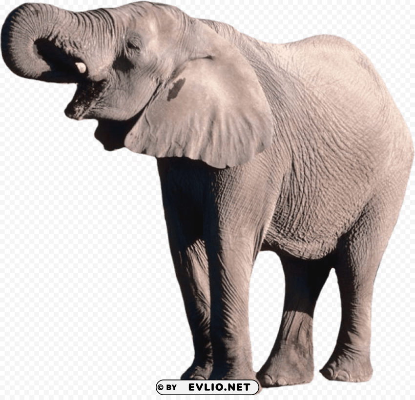 Elephant Alpha Channel Transparent PNG