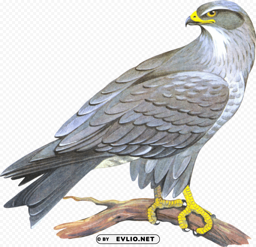 falcon PNG transparent photos vast variety
