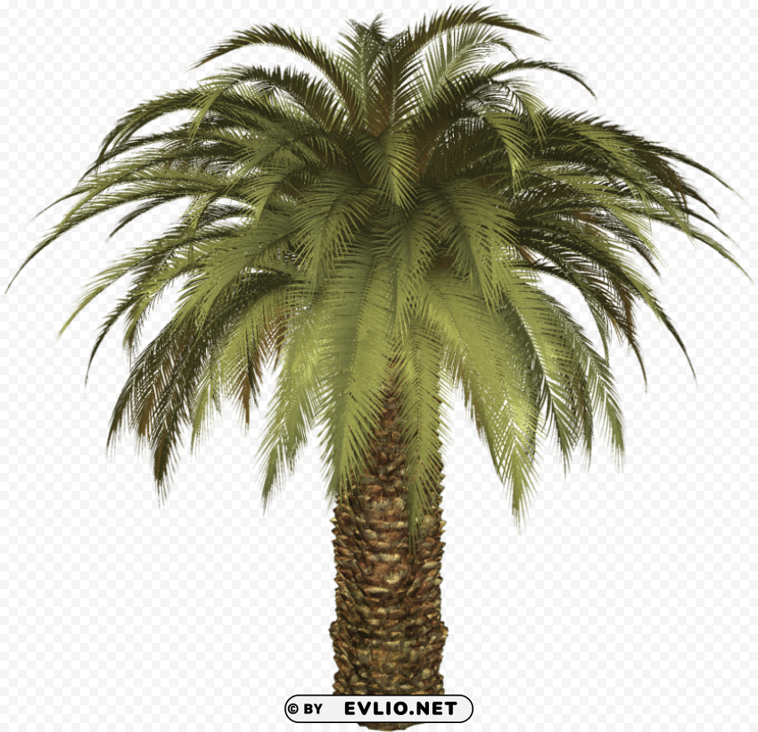 Palm Tree Isolated Icon With Clear Background PNG