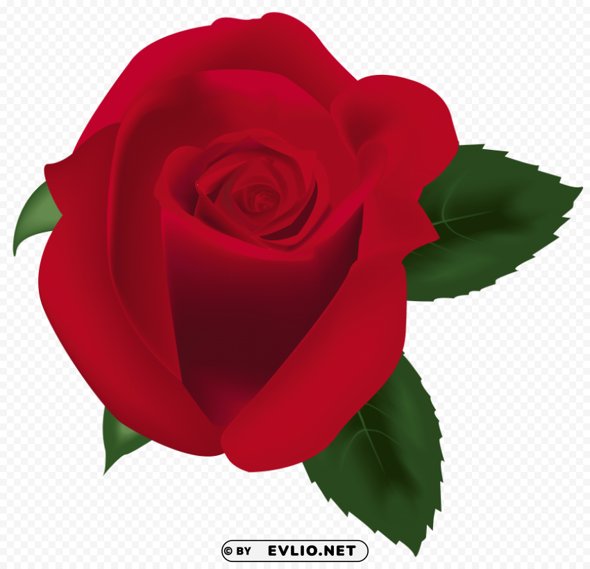 Red Rose Image PNG Transparent Elements Package