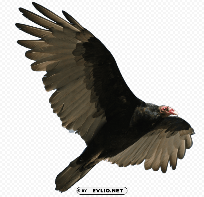 turkey vulture flying Transparent Background Isolation of PNG