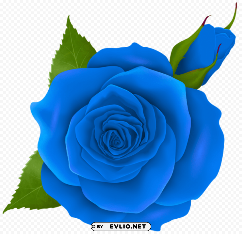 Blue Rose And Bud Isolated PNG Element With Clear Transparency