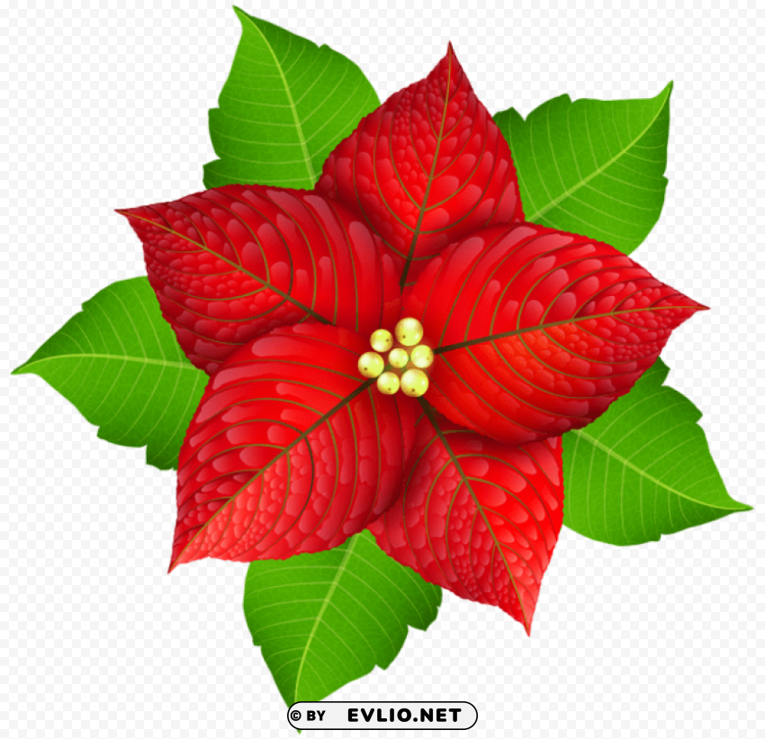 christmas poinsettia PNG with transparent overlay PNG Images 5249f561