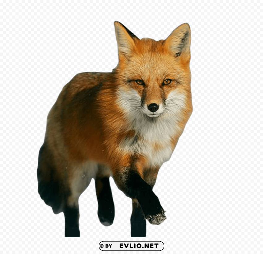 Fox - Detailed Picture - ID 701470d8 Isolated Character in Transparent PNG Format