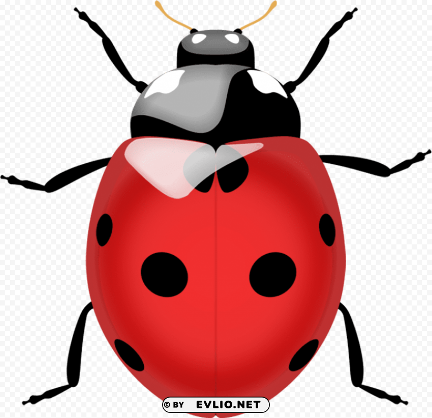 Ladybug Clear PNG