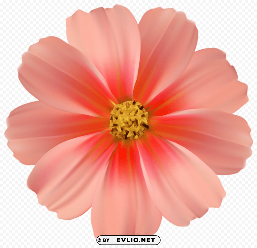 orange daisy PNG Isolated Subject with Transparency