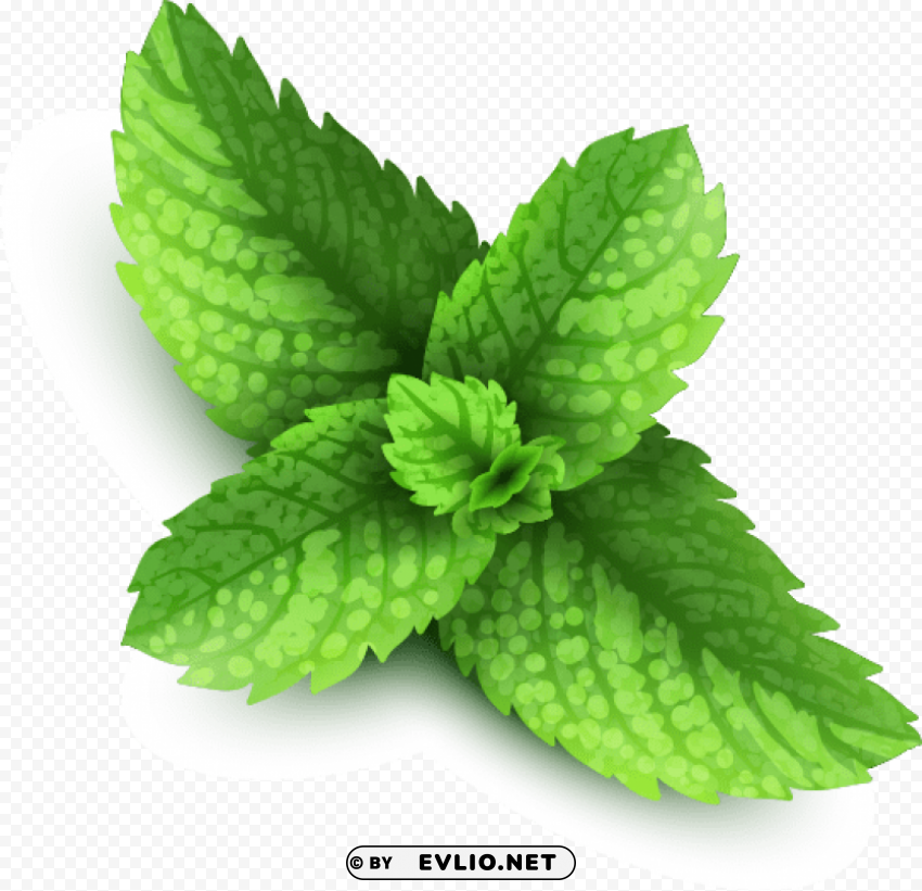 pepermint Transparent PNG Isolated Artwork