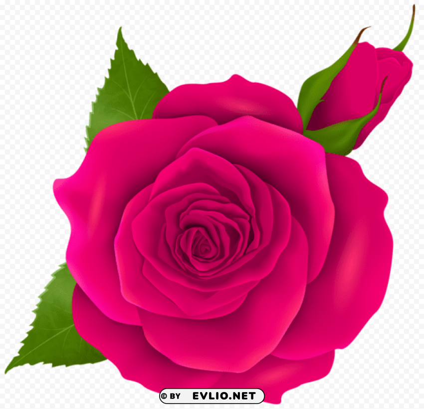 pink rose and bud Isolated Object on HighQuality Transparent PNG