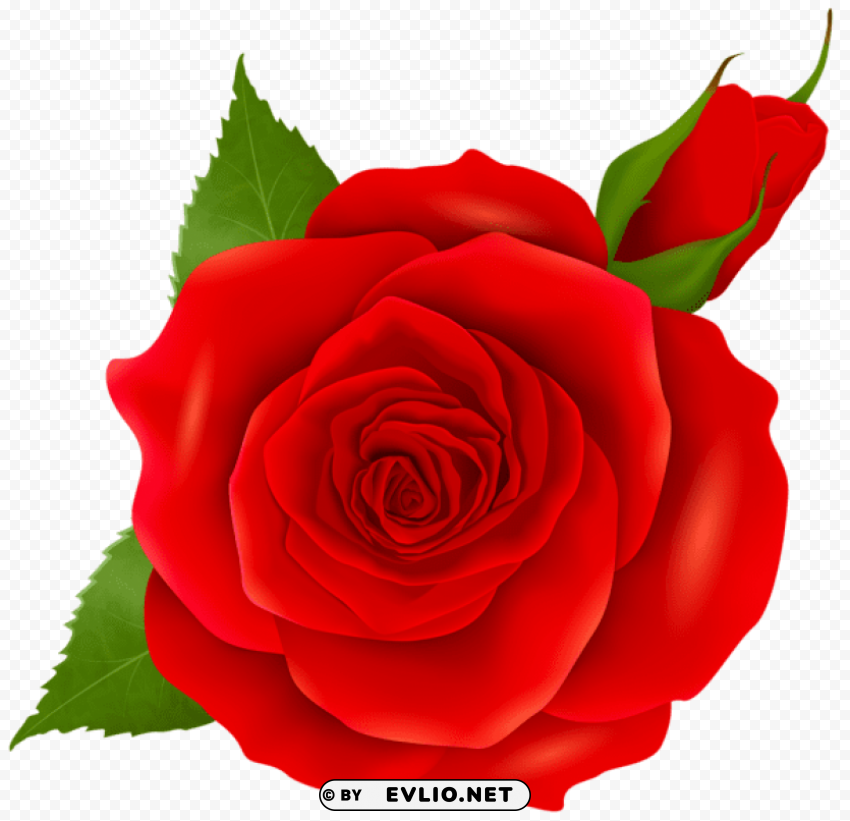 red rose and bud Isolated Object in HighQuality Transparent PNG