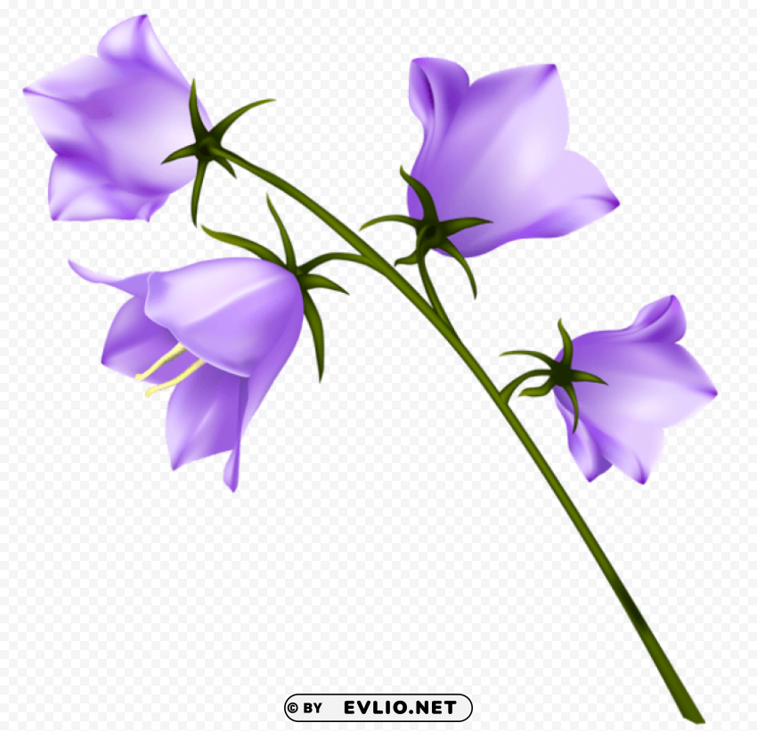 spring purple campanula Transparent Cutout PNG Graphic Isolation