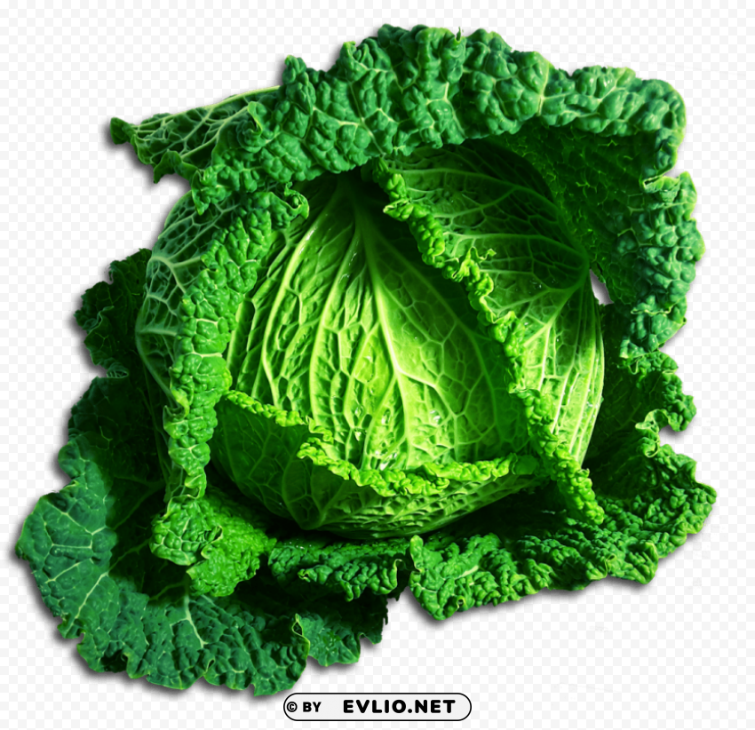 cabbage PNG format