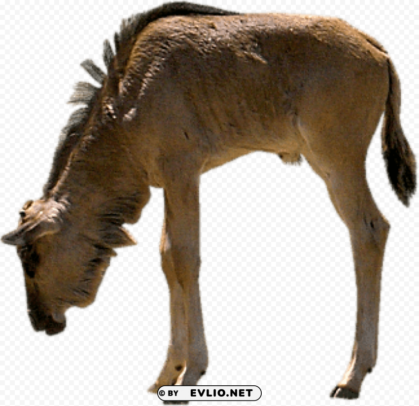 Gnu Eating PNG With Clear Isolation On Transparent Background