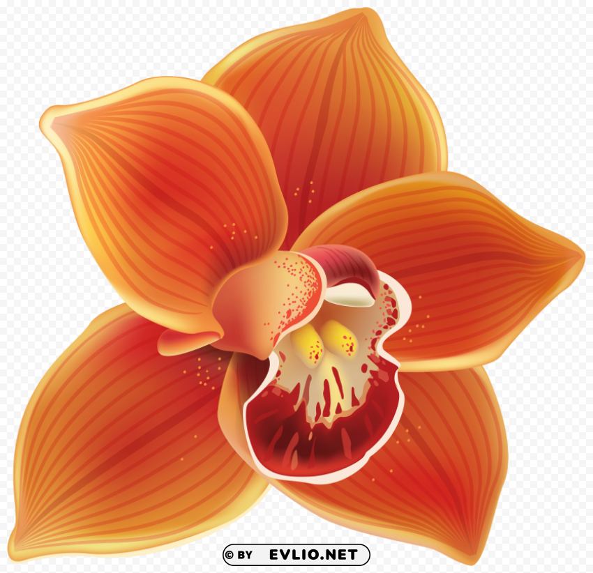 orange orchid PNG images with no attribution
