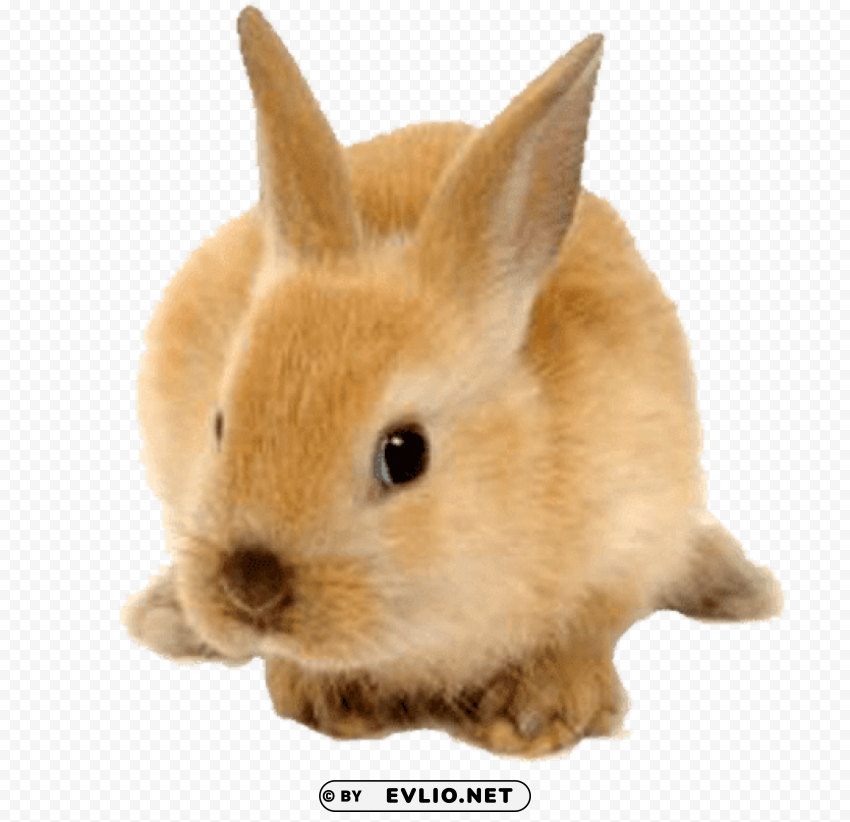 rabbit cute ginger Isolated Design Element in Transparent PNG