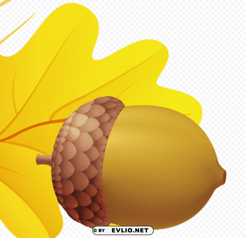 acorn PNG images for editing