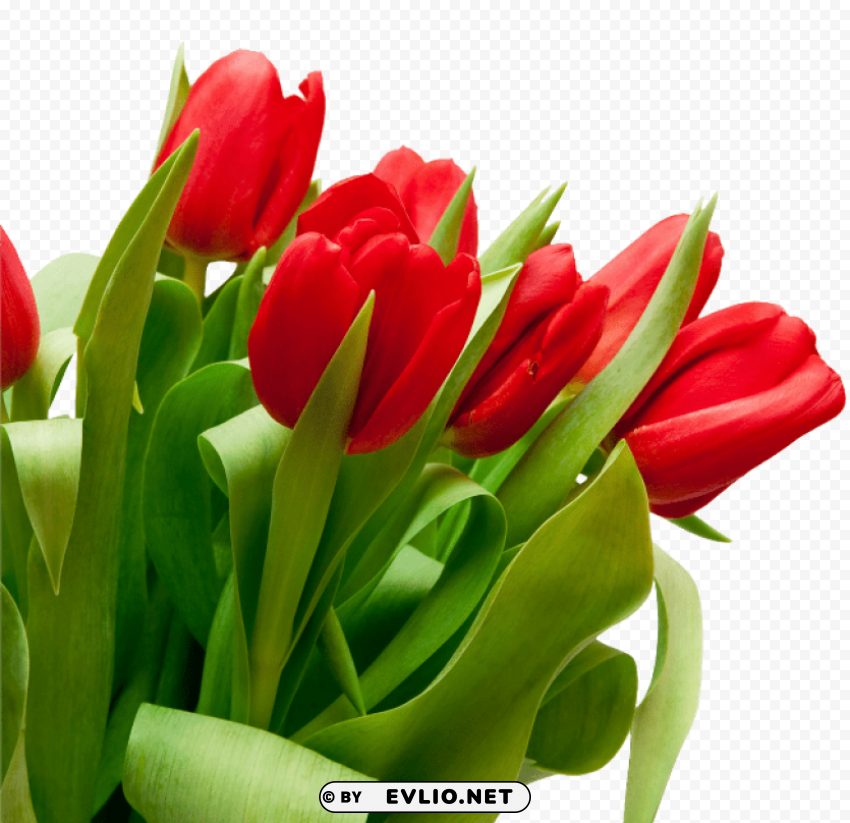 PNG image of bouquet of flowers Clear Background PNG Isolated Illustration with a clear background - Image ID 2b259bb3