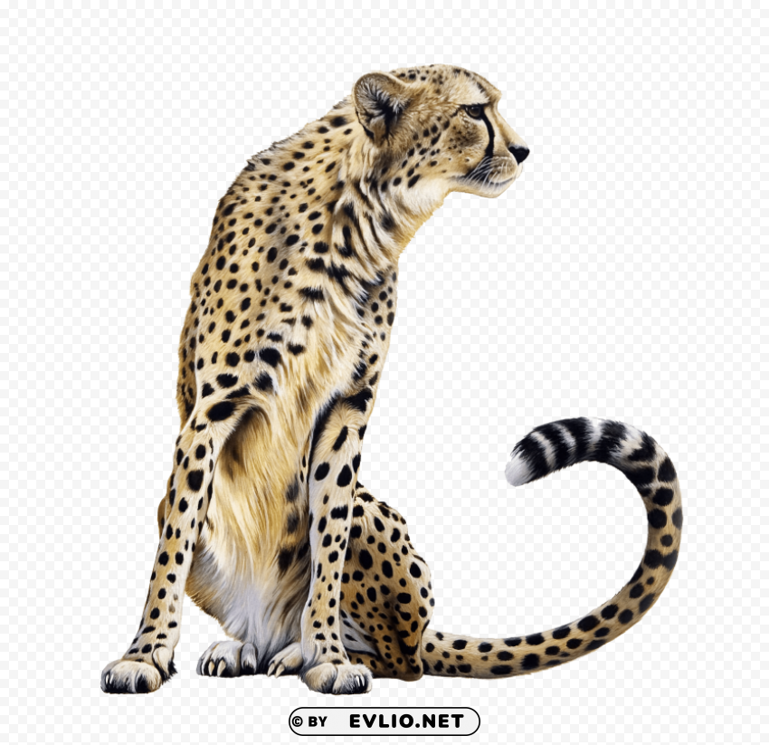 Cheetah Sitting Isolated Object In Transparent PNG Format