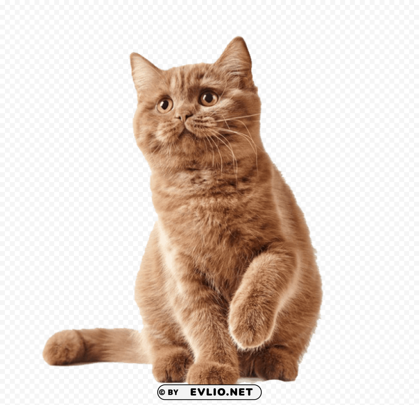cute kittens Isolated Character on HighResolution PNG