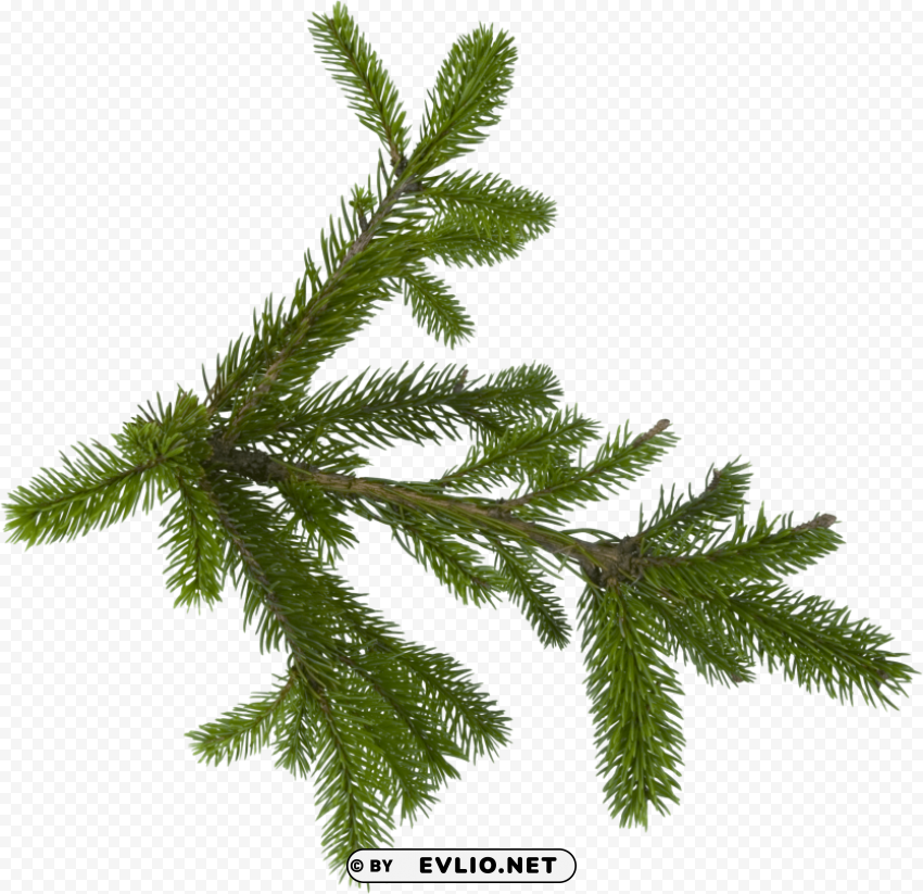 fir tree Isolated Design Element in HighQuality PNG