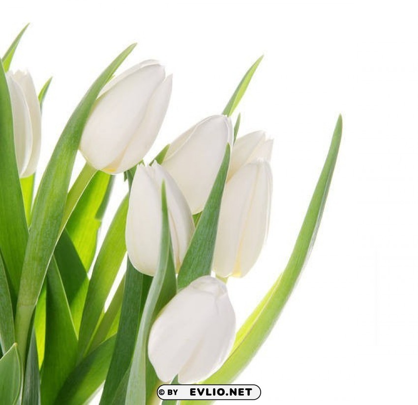 beautiful white tulips flowers Transparent PNG images set