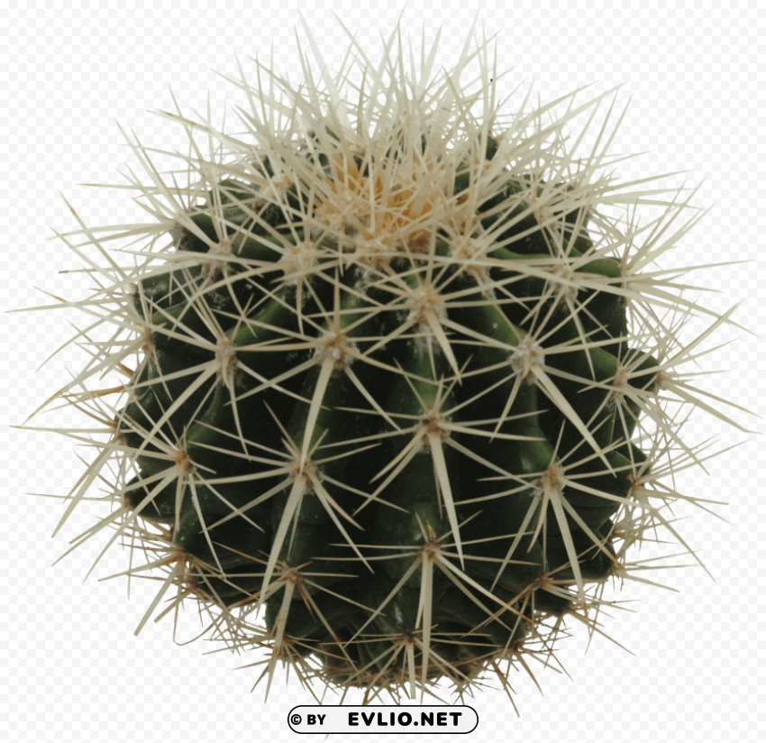 cactus Clear PNG graphics free