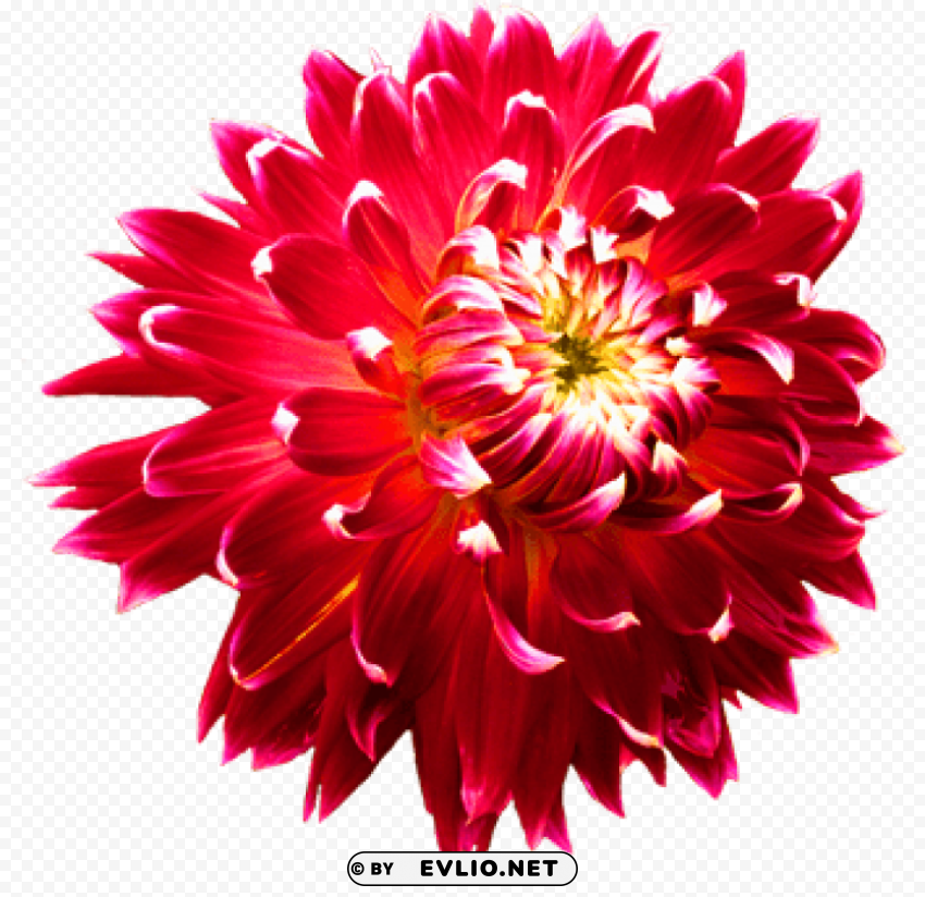 PNG image of dahlia PNG Image Isolated with Clear Background with a clear background - Image ID 9f1e8829