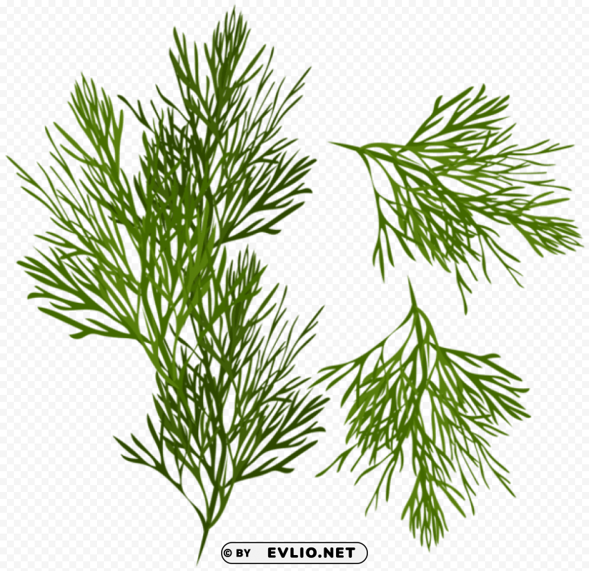 dill PNG Isolated Object with Clarity
