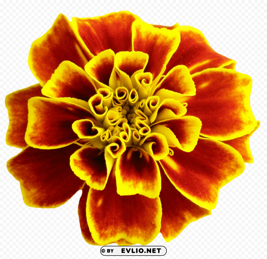 PNG image of flower Clear PNG file with a clear background - Image ID 6237a59a