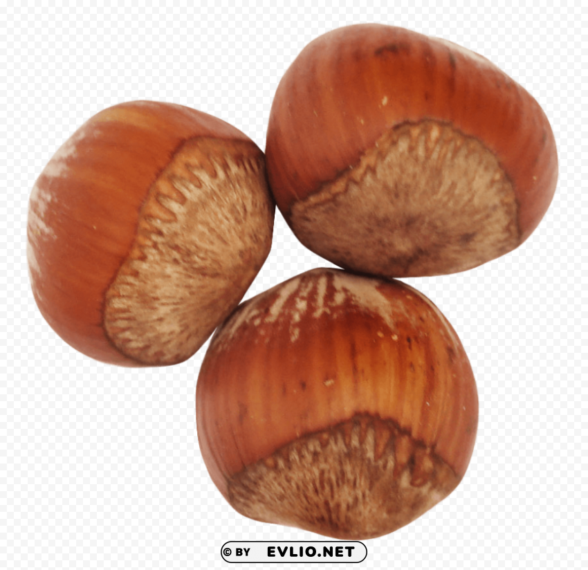 Hazelnut PNG files with transparency