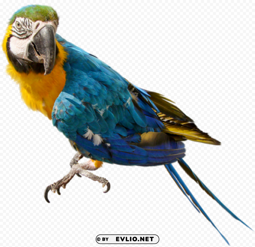 large parrot ClearCut Background Isolated PNG Graphic Element
