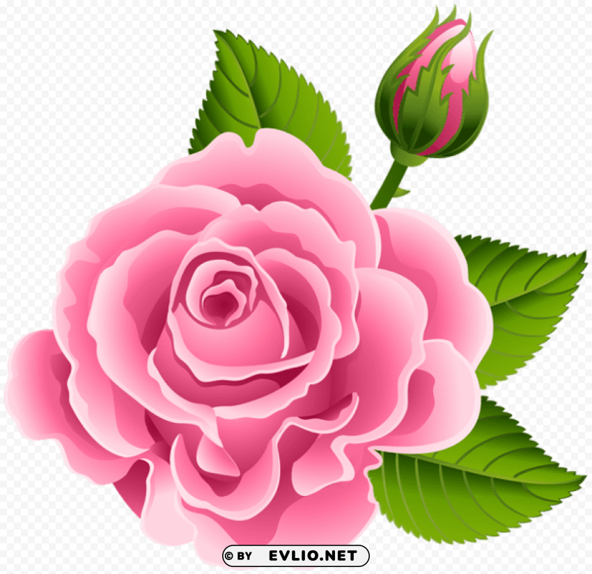 pink rose with rose bud PNG high quality