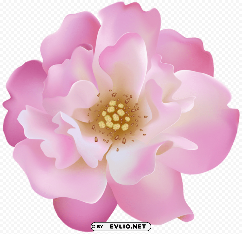 pink rosebush flower Transparent PNG images wide assortment