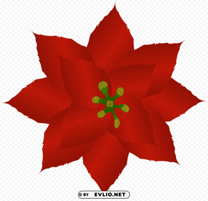 poinsettia PNG images with no limitations