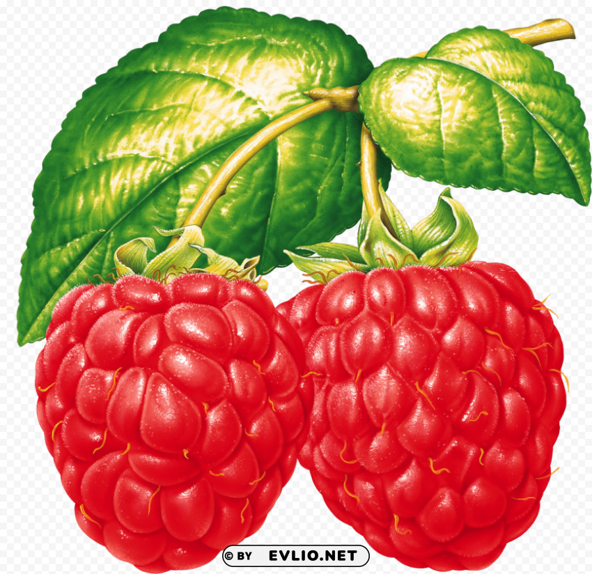 raspberry Clean Background Isolated PNG Image