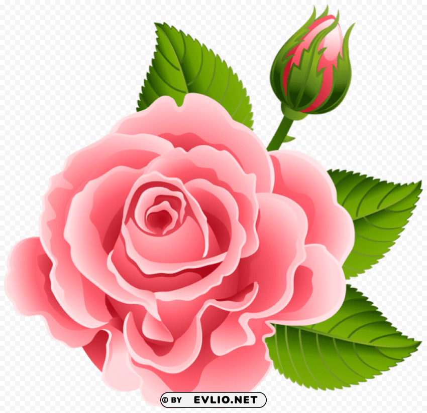 rose with rose bud PNG graphics with clear alpha channel selection