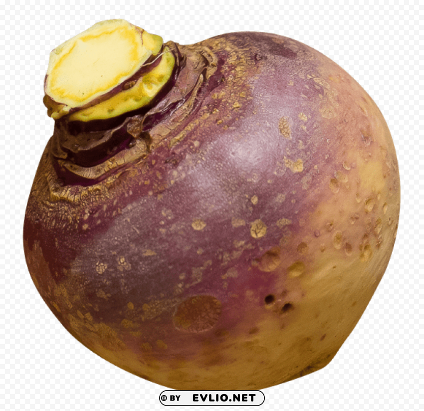 rutabaga PNG graphics with alpha transparency broad collection