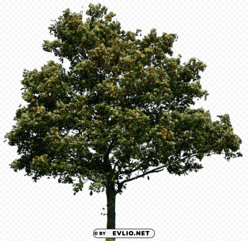 PNG image of tree PNG isolated with a clear background - Image ID 44c568fe