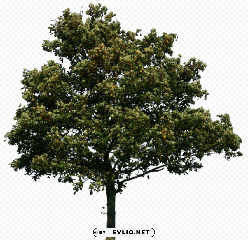 tree Isolated Artwork in Transparent PNG