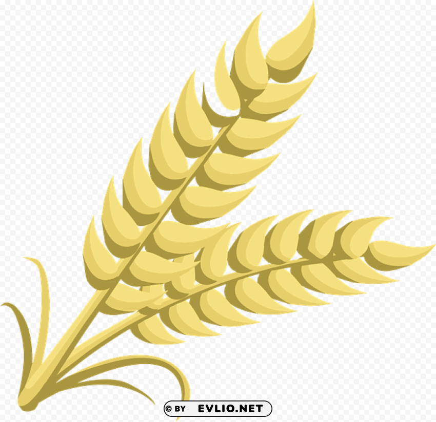 wheat Isolated Item with Transparent PNG Background