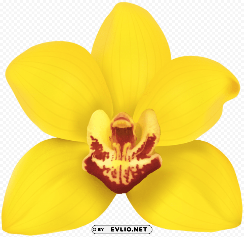 Yellow Orchid PNG Transparent Design