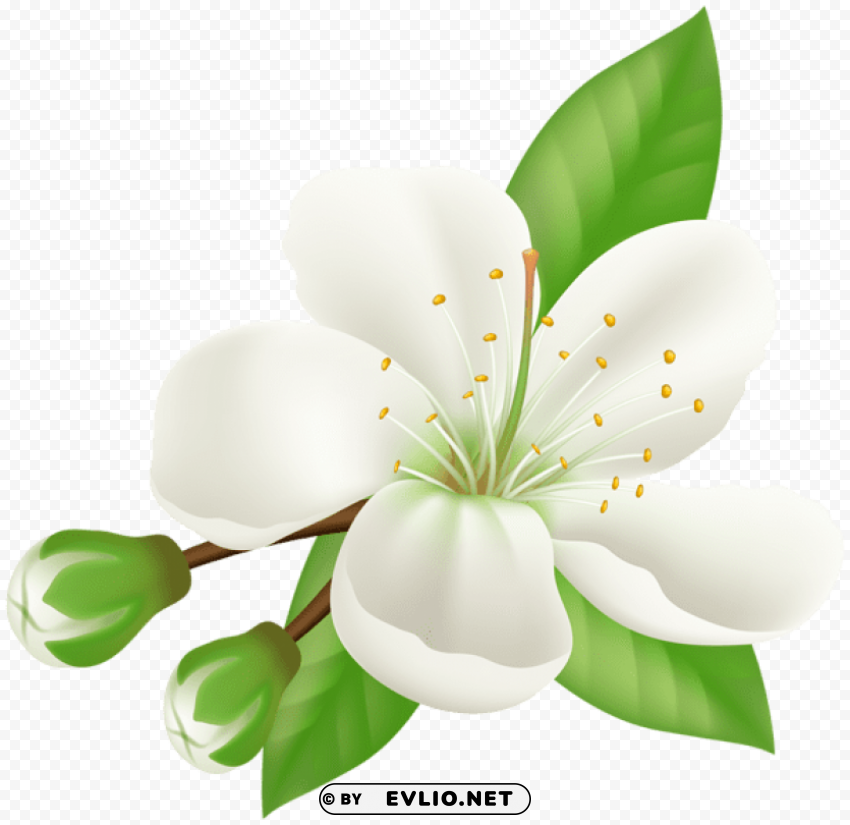 spring blooming tree flower PNG images with transparent space