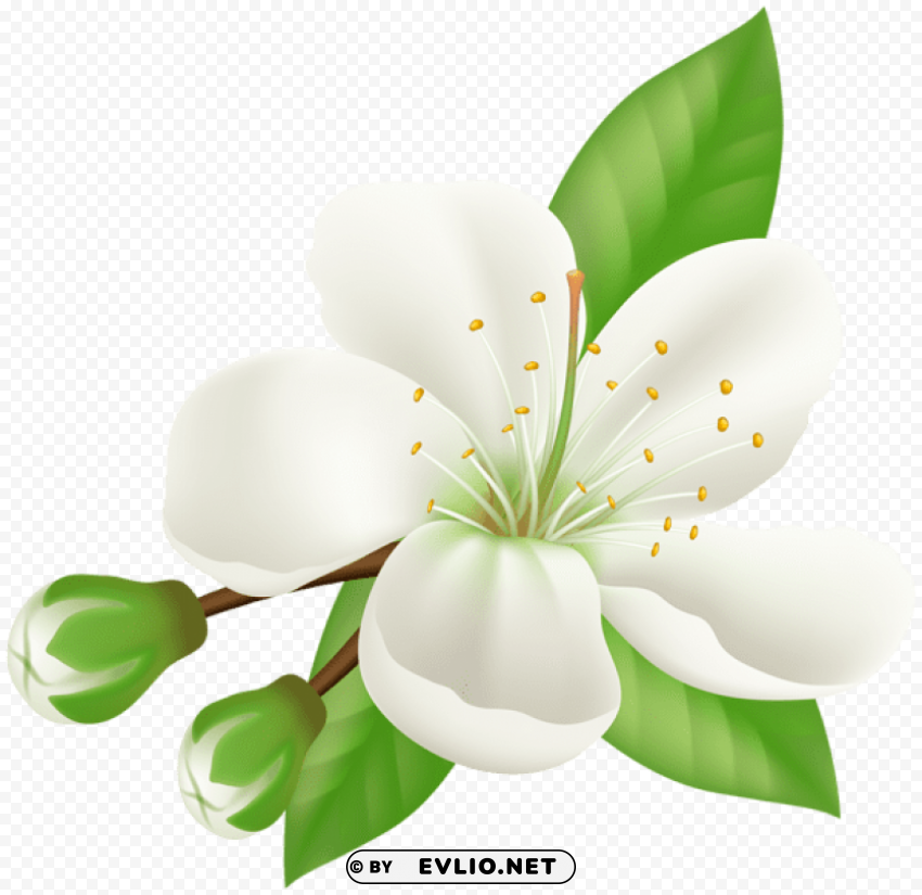 Spring Blooming Tree Flower PNG Images With Transparent Space