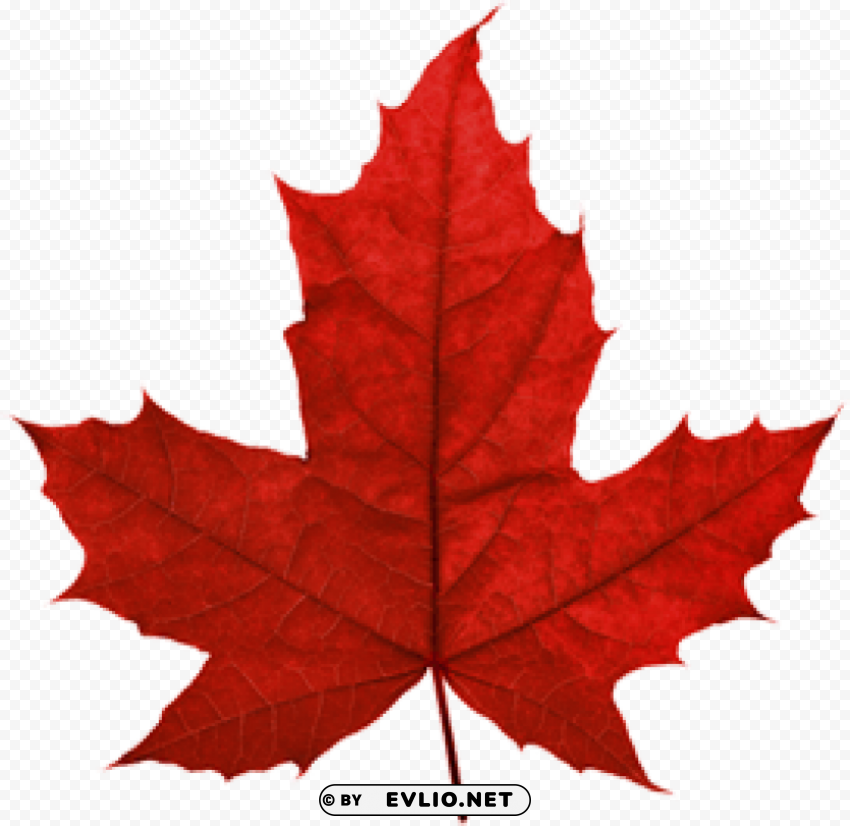 PNG image of canada leaf Isolated Object on Clear Background PNG with a clear background - Image ID 1ec8cd15