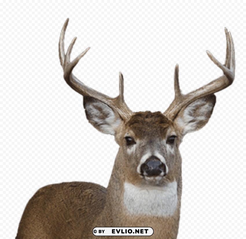 deer Isolated Subject in Clear Transparent PNG