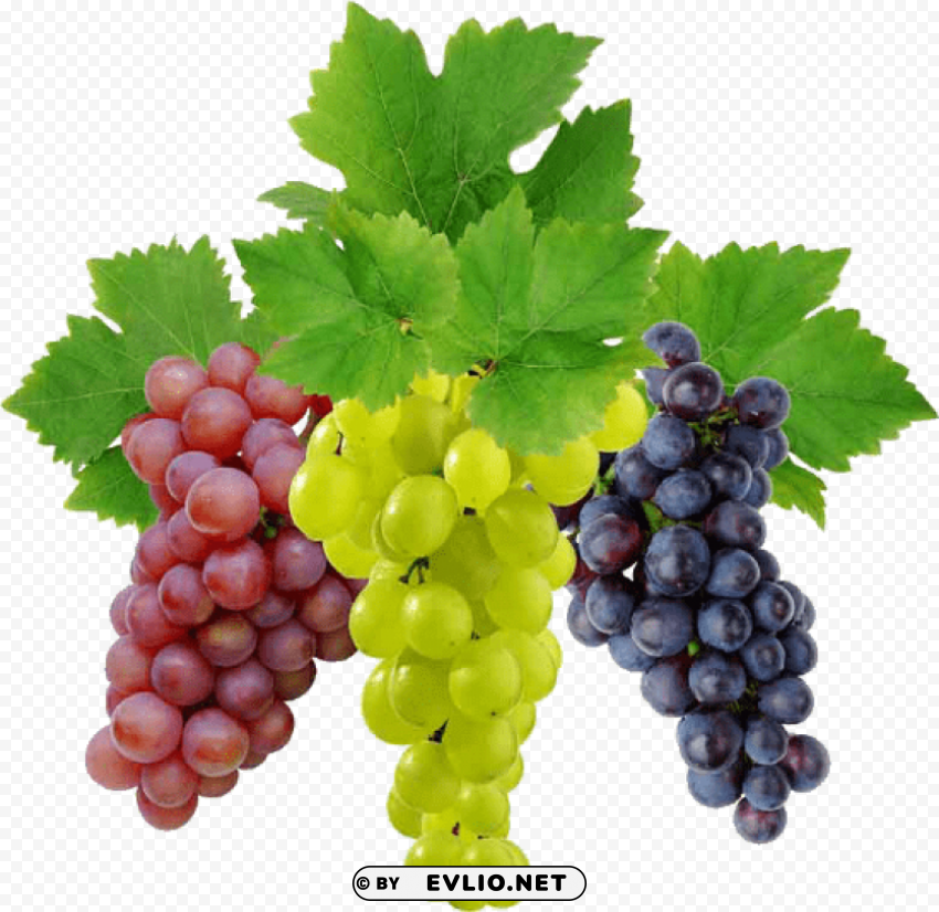 grapes Isolated Graphic Element in HighResolution PNG