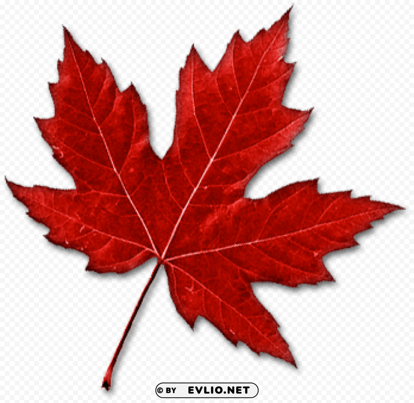 real canadian maple leaf Transparent PNG artworks for creativity