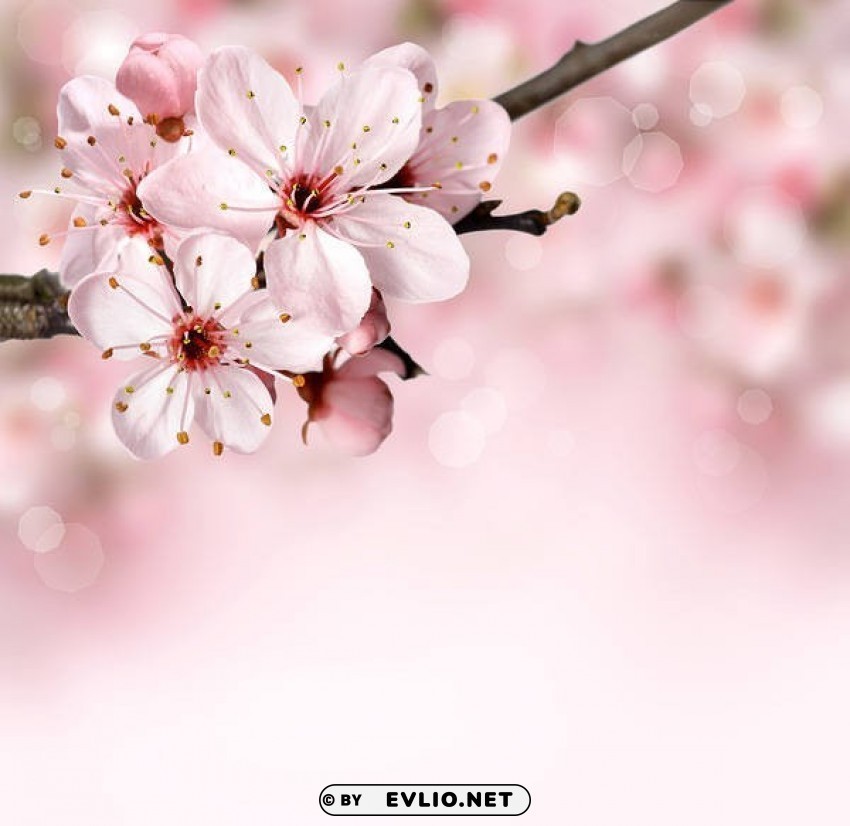 spring branch pink Clear PNG image